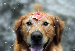 dog, animals, snow, leaf wallpaper
