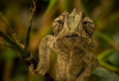chameleon, animals, nature wallpaper