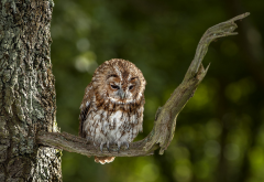 owl, bird, animals, nature, tree wallpaper