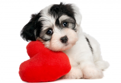 valentines, puppy, animals, dog, pet, baby animals, hearts wallpaper