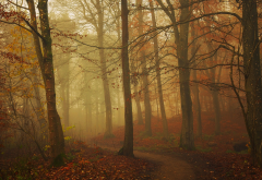nature, path, fall, fog, forest, leaves, tree, autumn, leaf wallpaper