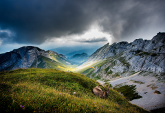 mount pilatus, switzerland, mountains, clouds, ibex, nature, landscapes, paragliding, valleys, grass wallpaper