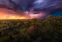 lightning, storm, nature, grass, clouds, colorful, cactus, wildflowers, arizona wallpaper