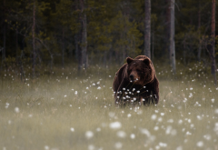bear, animals, forest, mammals, tree, grass wallpaper