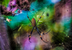 spider, net, animals, macro, nature, spider wallpaper