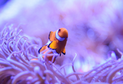 ocellaris clownfish, nemo, clownfish, underwater, animals, macro, nature, fish wallpaper