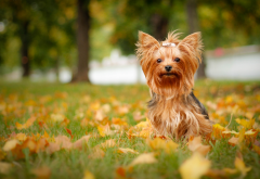 yorkshire terrier, dog, autumn, leaf, animals, nature wallpaper