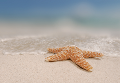 starfish, beach, sand, sea, nature wallpaper