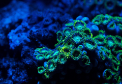 zoanthids, coral, reef, underwater, nature wallpaper