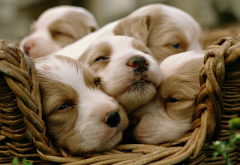 animals, dog, puppy, baby animals, basket wallpaper