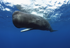 sperm whale, animals, underwater, whale wallpaper