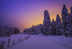 nature, forest, tree, sunset, snow, winter wallpaper