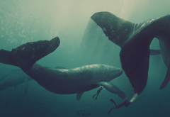 whale, diver, artwork, underwater wallpaper