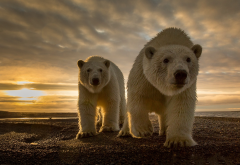 polar bear, predator, animals, sunset, coast wallpaper