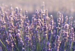 lavender, flowers, plants, nature wallpaper