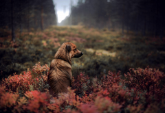 sad, dog, animals, autumn, nature wallpaper