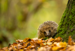 hedgehog, fall, animals, autumn, leaf, nature wallpaper