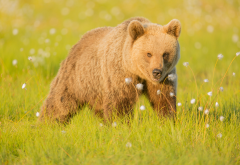 eurasian brown bear, bear, grass, nature, animals wallpaper