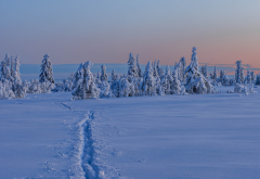 gitsfjallet, vasterbotten, sweden, lapland, winter, snow, tree, nature wallpaper