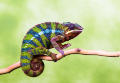 chameleon, animals, branch wallpaper