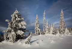 nordseter fjellpark, lillehammer, norway, tree, snow, nature wallpaper