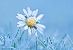 daisy, frost, close-up, macro, flower, nature wallpaper