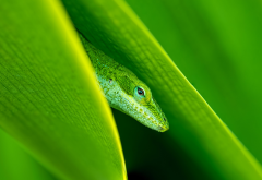 animals, lizard, green, plant wallpaper