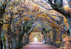 autumn, forest, park, tree, arch, leaf, nature wallpaper