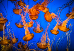 sea, jellyfish, underwater, nature wallpaper