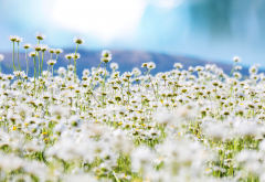 daisy, field, flowers, nature wallpaper