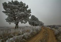 winter, ice, fog, snow, tree, frost, mist, nature wallpaper