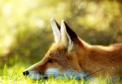 fox, animals, face, grass wallpaper