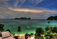 palm tree, tropical, beach, thailand, phi-phi, sea wallpaper