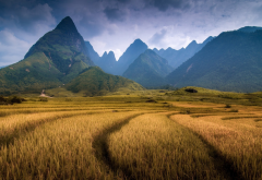 Vietnam, nature, landscape, mountain, clouds, field, trees, forest, spikelets, hill wallpaper
