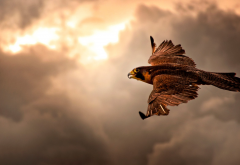 falcon, animals, bird, flight, clouds wallpaper
