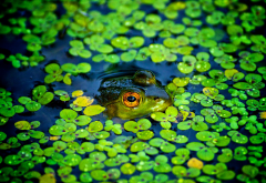 frog, amphibian, animals, pond, duckweed wallpaper