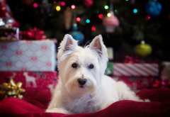 west highland white terrier, dog, holidays, christmas, new year, animals wallpaper