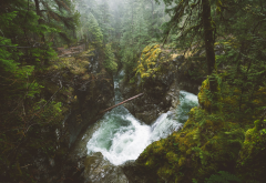 vancouver island, british columbia, canada, nature, forest, river, waterfall, tree wallpaper