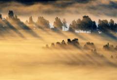 morning, field, fog, light, nature wallpaper