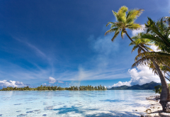 eden, french polynesia, beach, palm trees, nature, island, sea, tropical wallpaper