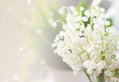 lily of the valley, convallaria majalis, glare, blur, flowers, nature wallpaper