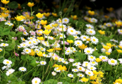 flowers, clover, grass, nature, chamomile, daisy wheel wallpaper