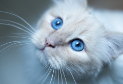 cat, animals, kitty, blue eyes wallpaper