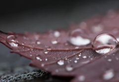 leaf, dew, drop, water drop, macro, rain, nature wallpaper