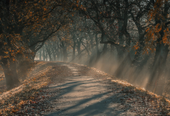 sun rays, morning, sunlight, road, tree, fall, leaves, mist, fog, autumn, landscape, nature, germany wallpaper