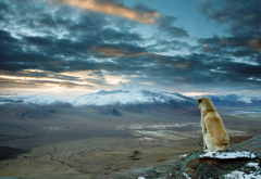 himalaya, mountains, dog, animals, nature, clouds wallpaper