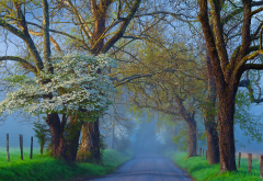 road, field, tree, fog, landscape, nature wallpaper