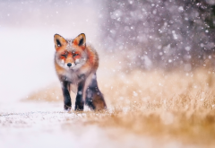 fox, animals, snow, winter wallpaper