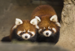 red panda, animals, panda wallpaper