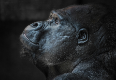 gorilla, face, animals wallpaper
